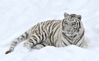 2026年属虎女性在爱情方面运势如何，桃花运会怎样？