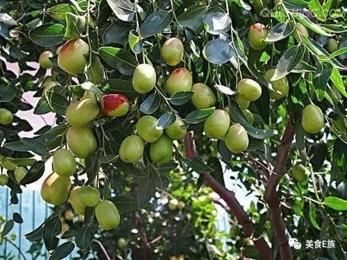 震惊！2026年这些果树将改变你家风水！不看后悔一辈子！