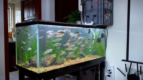 1.1 水的象征意义与财运健康