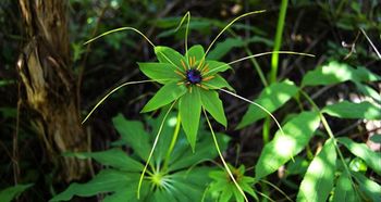 旺财植物推荐——以马属者为例