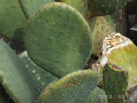 家里摆放佛肚竹对风水有影响吗？