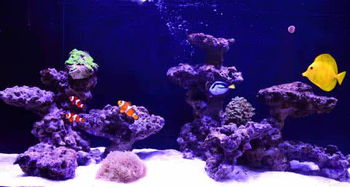 水质管理及养护要点的系统阐释