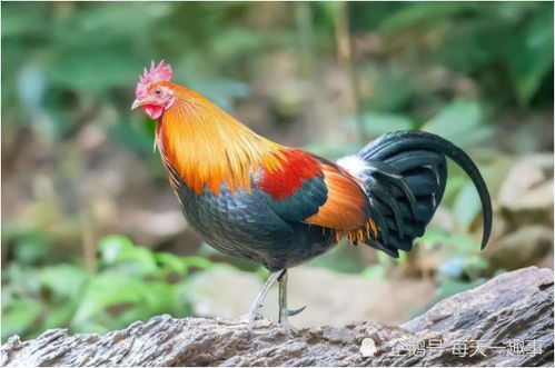 属鸡女性在哪个月份出生最能旺夫？