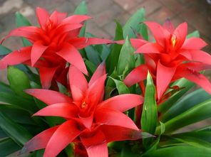 家里养火鹤花对房间环境有哪些益处和影响？