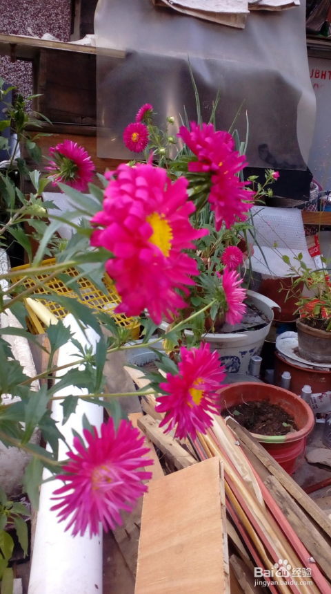 惊呆！梦见红花居然能事业爱情双丰收？