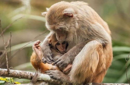 2026年属猴的人会遇到哪些小人，有哪些大忌需要注意？