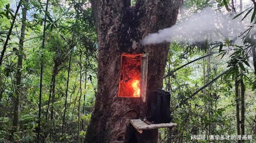 夜深时 小猫躲进树洞的诡异笑声：一则生肖星座与风水类国学深度解读