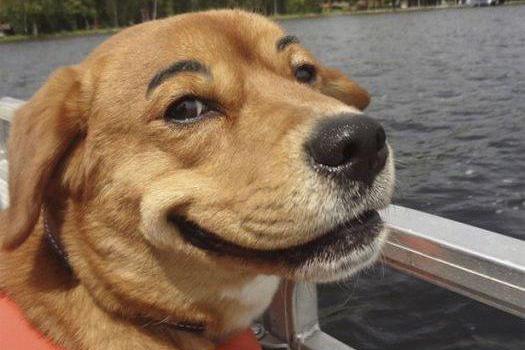 2026年属狗人将遭遇哪些灾难？具体预测详情是什么？