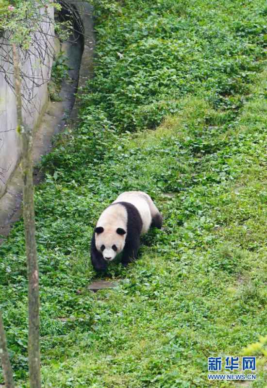 碧峰峡熊猫基地：免费停车， 熊猫近在咫尺