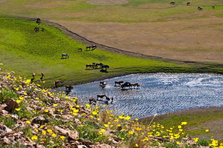 草原保护意识的深化与行动决心