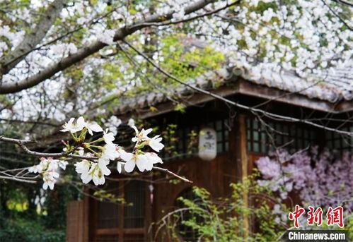 季节性优惠策略：樱花季、节虚假日时机决定一切