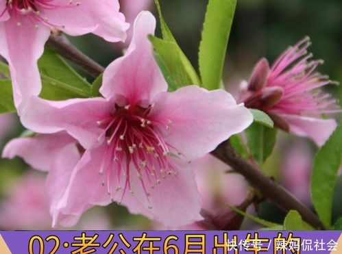 有哪些冷门好听的花名及其独特的花语？