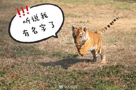 虎取名用凶字是否吉利？虎取名的最佳字是哪个？