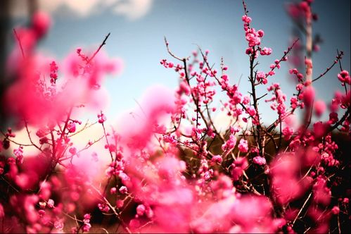 桃花运势本质：个人魅力的全面提升