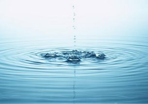 哪些生肖属于水属性？