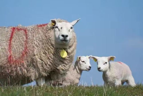 农历5月：人见人爱的小可爱