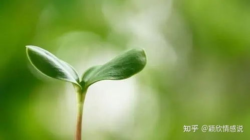 四、  气场流转：风水布局与生活情趣的引入机制