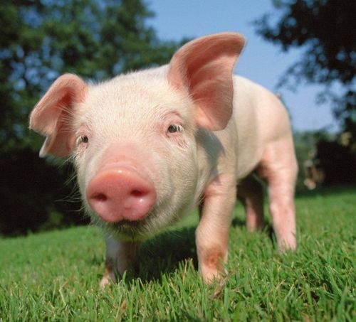 82年狗大海水命，能否为林下之猪公司取一个既吉祥又独特的名字呢？