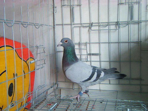 一、 鸽子在中华象征体系中的地位