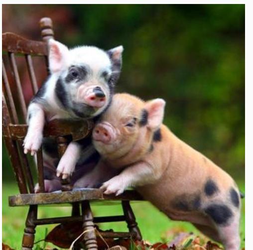 2007年属猪的人2026年财运和运势具体如何分析？