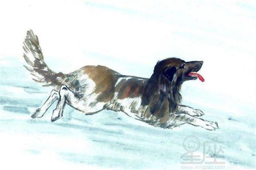 1958年属狗水瓶座2026年运势如何？2026年属狗的人全年运势详解是什么？