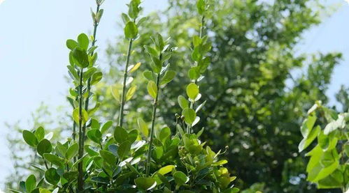 风水布局：空间疏朗与气场活化的重要性