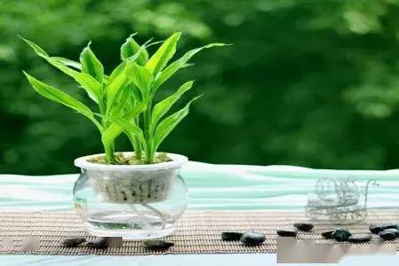 2. 多年生草本——富贵竹（Dracaena sanderiana）