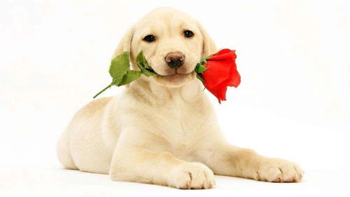 属狗的人八字中哪些特点嫩带来好运？