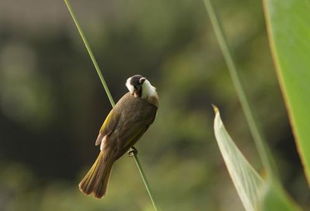 一、 传统观念中的吉祥寓意及其社会心理根源