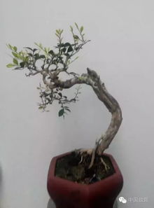 盆景创意取名有哪些技巧和灵感？