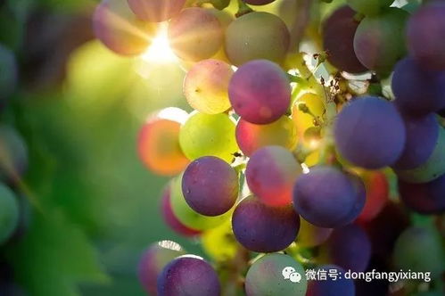葡萄在十二生肖中代表哪个生肖？其象征意义是什么？