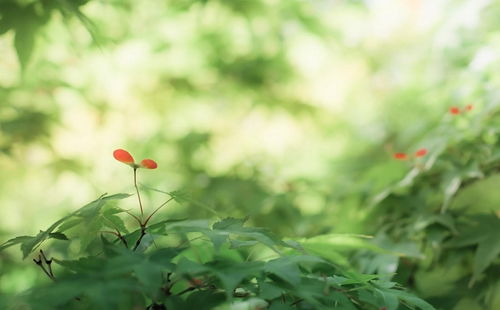 田宅或弟兄宫化禄、 化权或化科：财富积累与财务自由