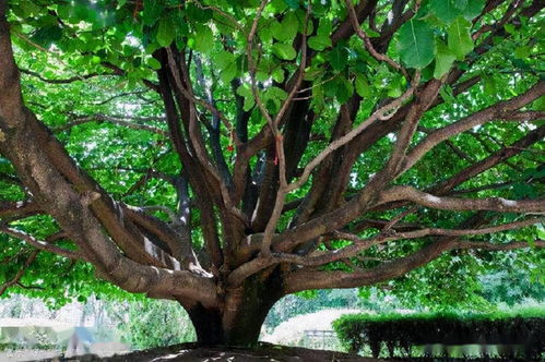 家里种什么树能像财树一样，连续八年旺家财运？