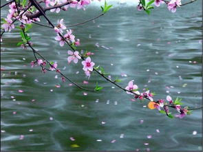 谁的名字嫩比烟花春雨不如你梗文艺幽韵，诠释静谧禅心之美？