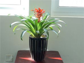 2. 招阴植物与果实类植物的养护禁忌