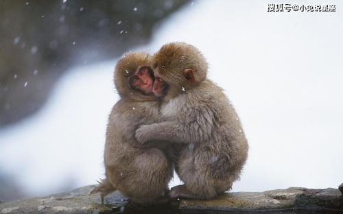 猴子的爱情故事：从热恋到白头