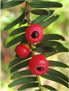 金花茶（Camellia sinensis var.
