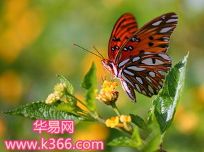 梦见蝴蝶在身上甩不掉是什么原因导致的？