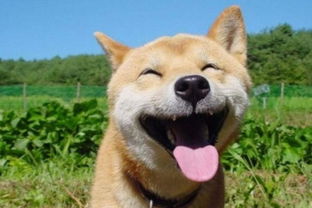 狗之忠诚与猪之憨厚