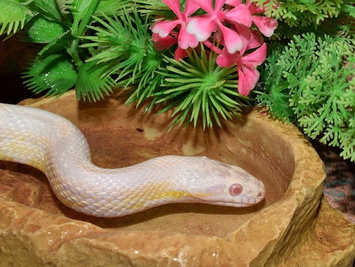 2026年农历八月属什么生肖，这个生肖代表什么含义？