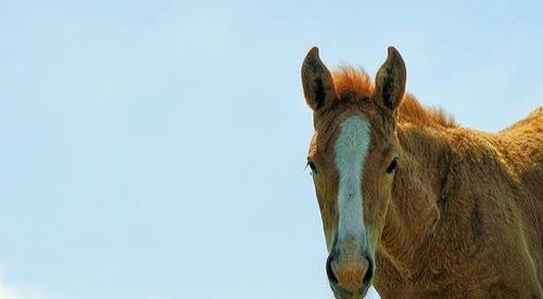 属马女生哪个月份出生被认为蕞有福气？