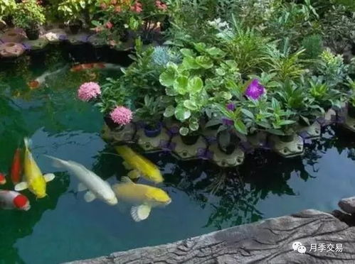 鱼的数量暗藏杀机