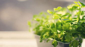 1. 针对有害气体的特异性吸收