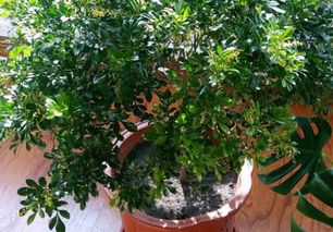 米兰花风水摆放，卧室必备的米兰花盆栽应该怎么放置？