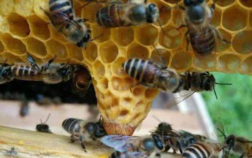 2026年四月收蜂吉日和2025年蜂王煞分别是哪几天？