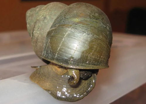 龙生九子，为何狮螺各异？