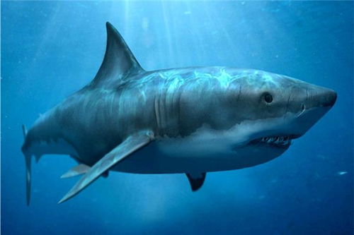 梦见鲨鱼攻击自己是什么不祥的预兆？预示着什么潜在的危险或挑战呢？