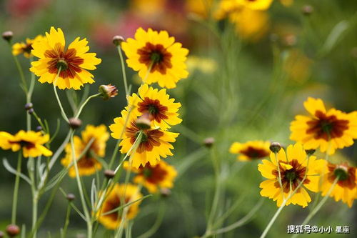 一春一秋不开花是哪个生肖？大地开花打一生肖是什么生肖的谜底？