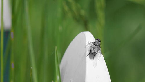 职场锦鲤？庄稼梦的升职玄学