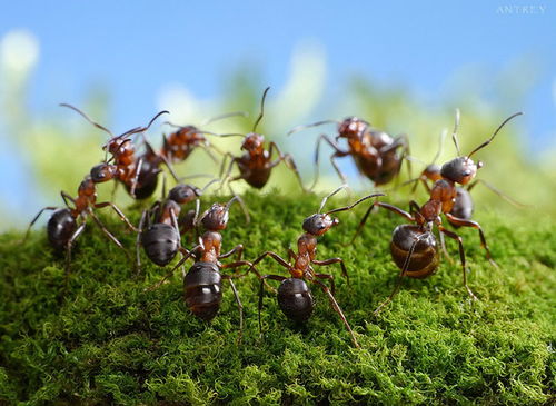 1. 成熟形态与性别特征